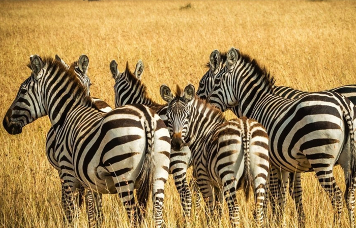 Ngorongoro Crater Safari Guide: Wildlife, Views & Lodges You’ll Love