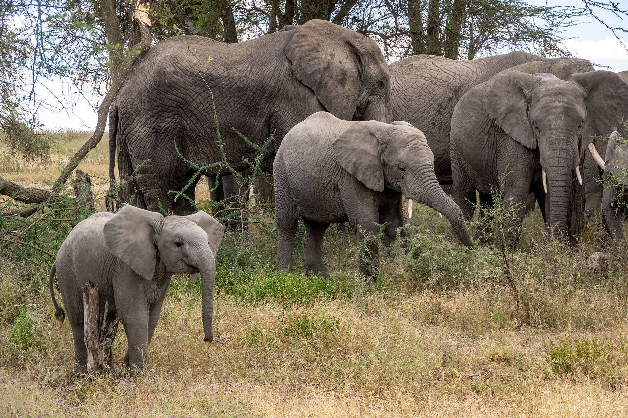 2 Days Safari Tarangire and Ngorongoro