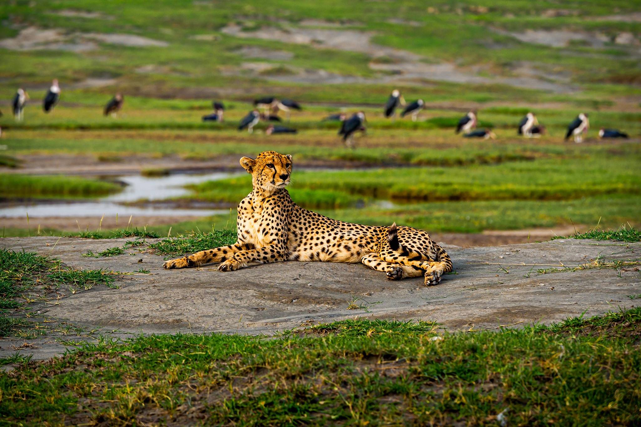 3-Day Wildlife & Kilimanjaro Experience