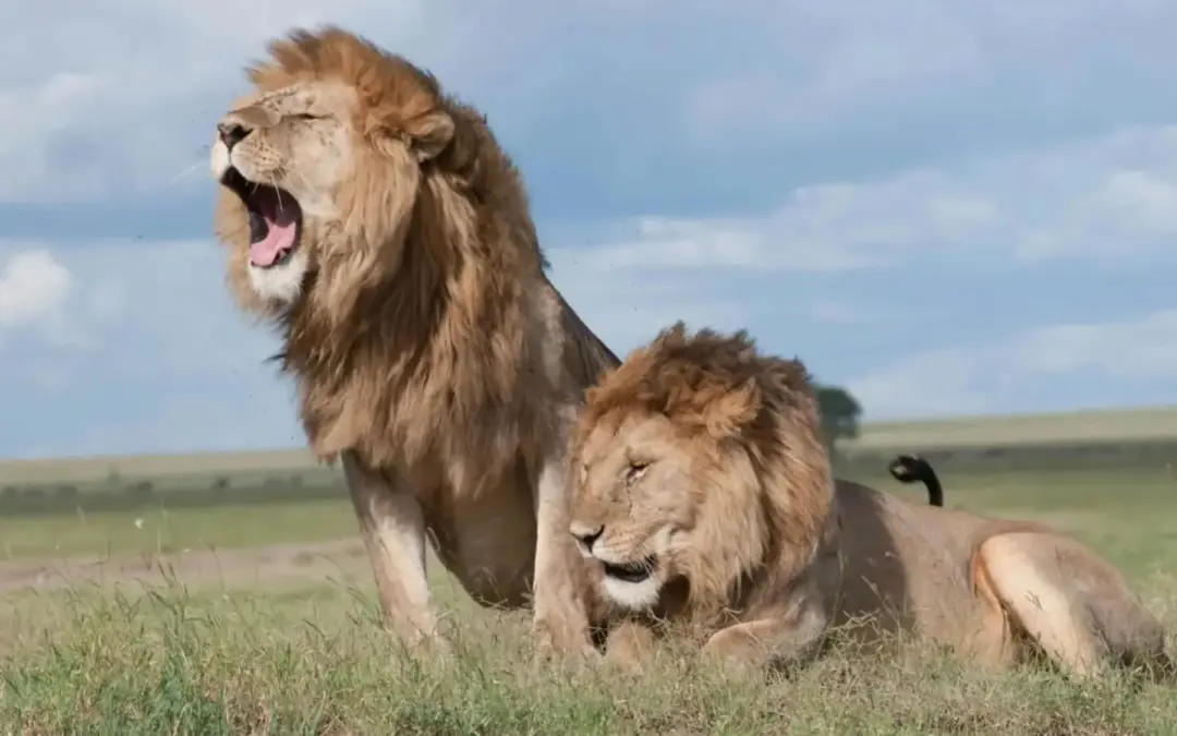 Tanzania Safari Cost in 2025: A Complete Guide to Prices & Packages