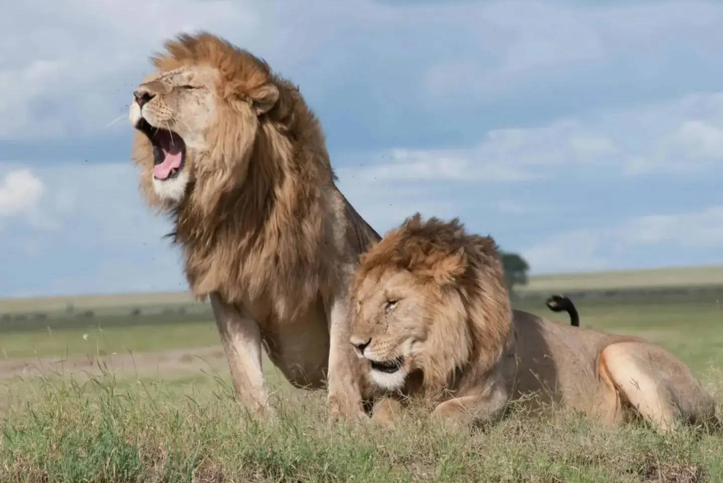 Lions