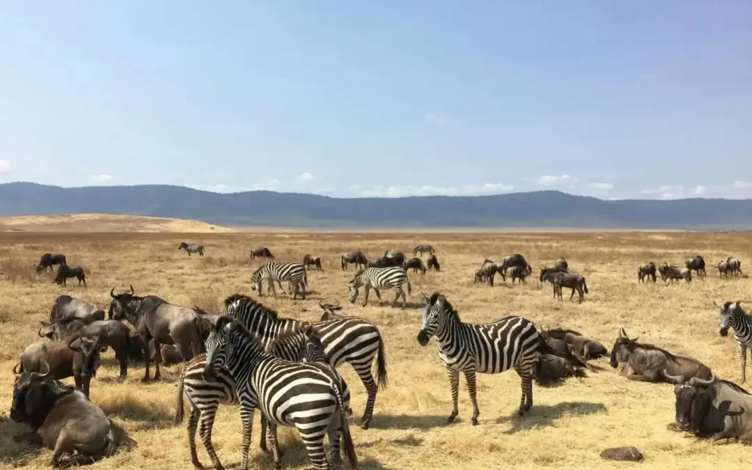 Best Time to Visit Serenget NP.
