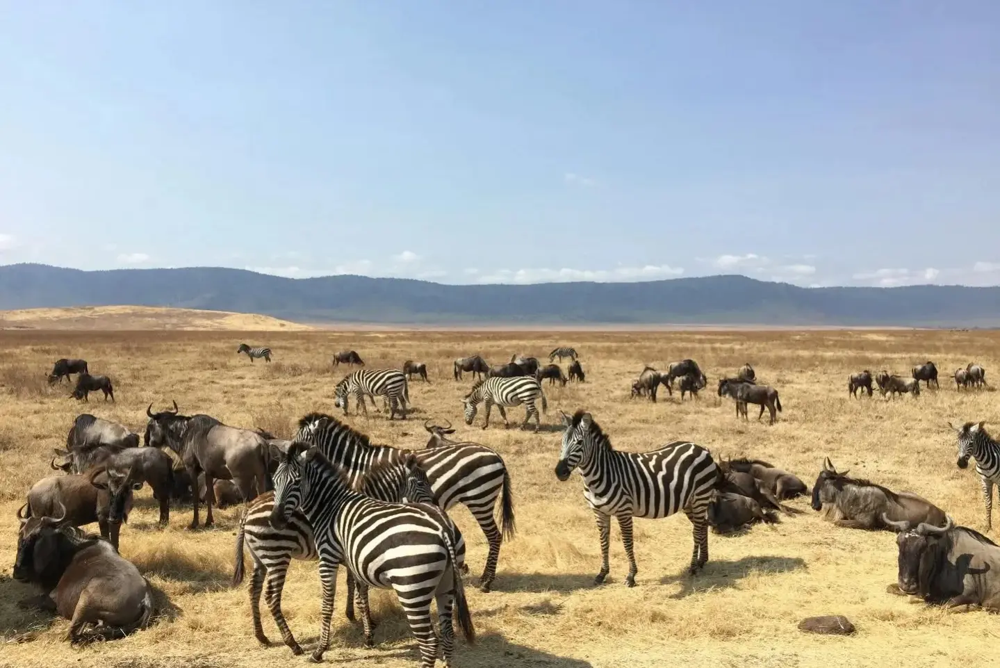 Best Time to visit Serengeti Best Time to visit Serengeti