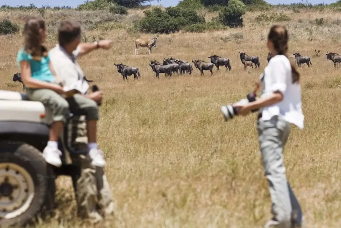 Serengeti Migration Serengeti Migration