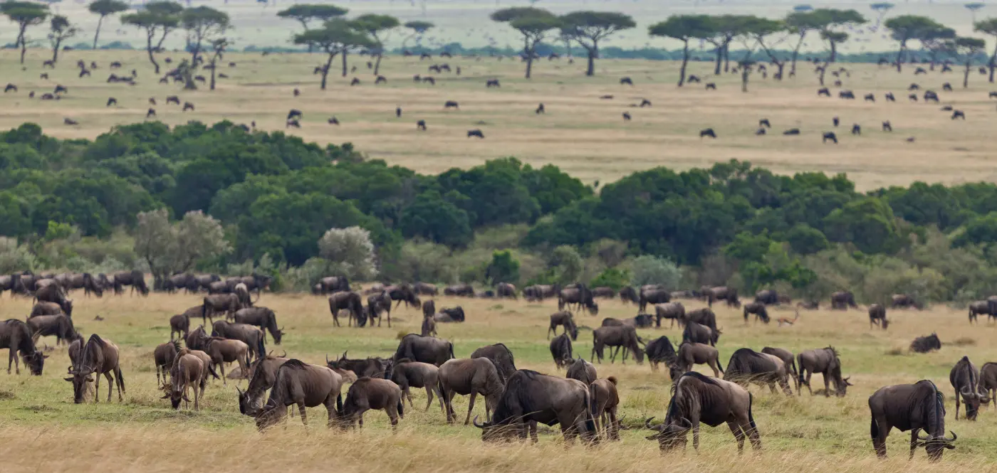 Wildebeest-herd-serengeti-plain.